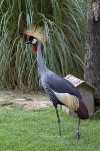 Side view of a bird on field