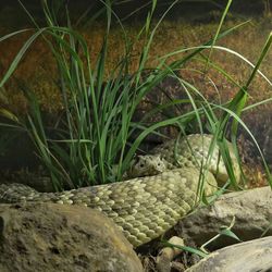 Close-up of lizard on field
