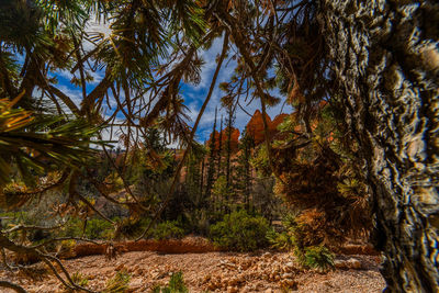 Trees in forest during autumn