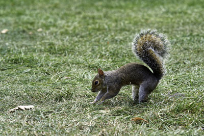 Side view of squirrel on land