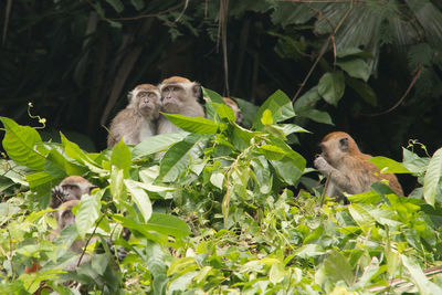 Monkeys on a tree