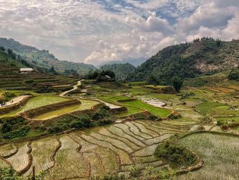 Scenic view of rice paddies in sa pa