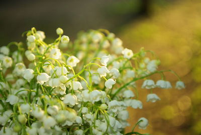 A bouquet of fresh lilies of the valley under a soft sunlight