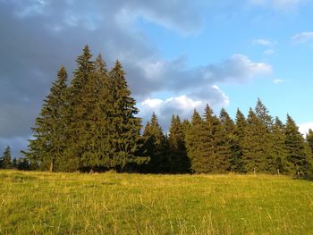 Pine trees on field against sky