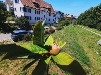 Plant growing by building in city