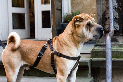 Close-up of dog outdoors