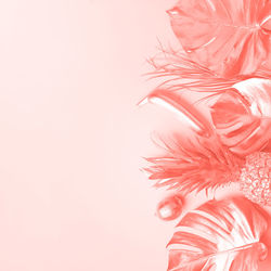 Close-up of pink flower against white background
