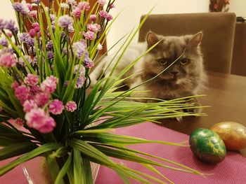 Cat looking at flower