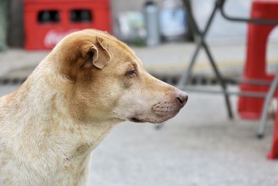 Close-up of dog looking away in city