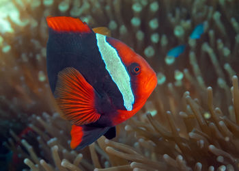 Close-up of fish swimming in sea