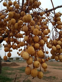 Close-up of fruits hanging on tree