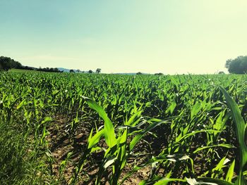 Crops growing on field against sky