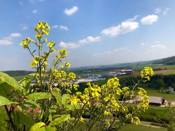 Yellow flowering plant against sky