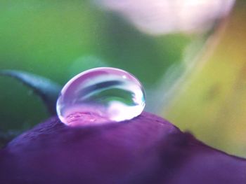 Close-up of purple flower