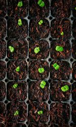 Full frame shot of potted plants growing on field