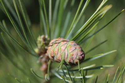 Close-up of pine cone