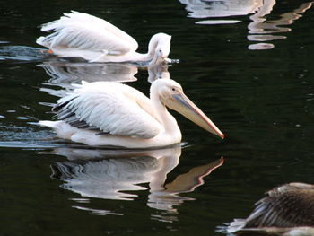 Close-up of swans swimming in lake