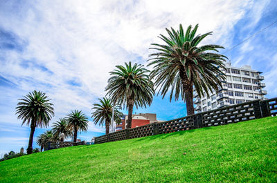 Palm trees on field against sky