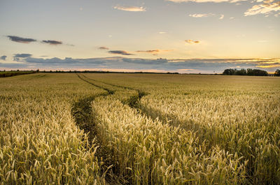 Scenic view of agricultural field against sky during sunset