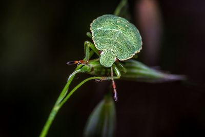 Close-up of insect on leaf