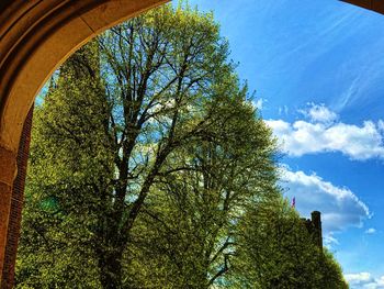 Low angle view of tree against blue sky