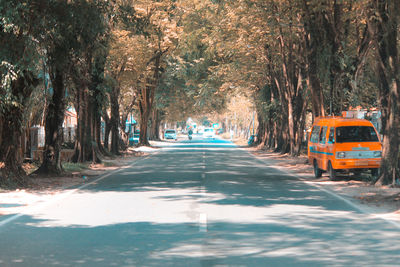 Road amidst trees in city