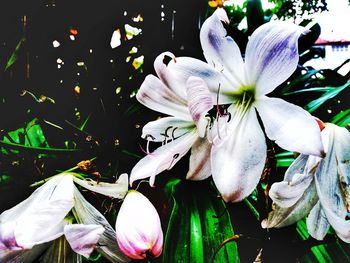 Close-up of white flowers blooming outdoors