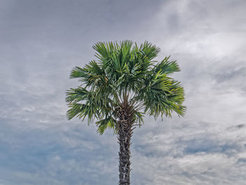 palm tree