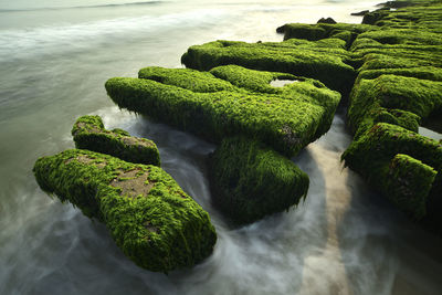 Moss growing on rocks by sea