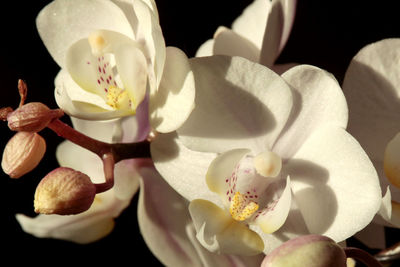 Close-up of white flowers