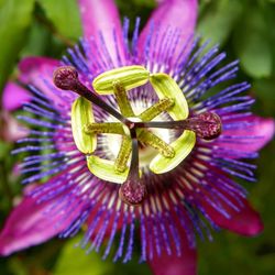 Close-up of purple flower