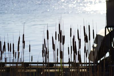 Close-up of water against sky