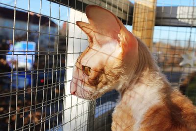 Cornish rex cat 