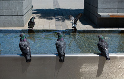 Pigeons perching in a water