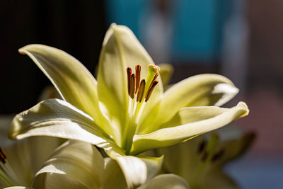 Close-up of yellow lily blooming outdoors