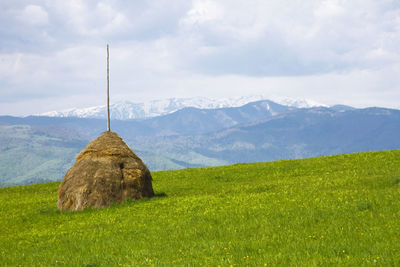 Scenic view of field against sky