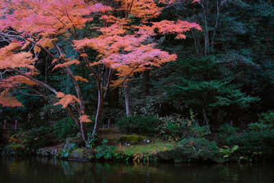 Trees by lake in forest during autumn