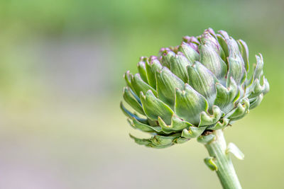 Close-up of globe artichoke head