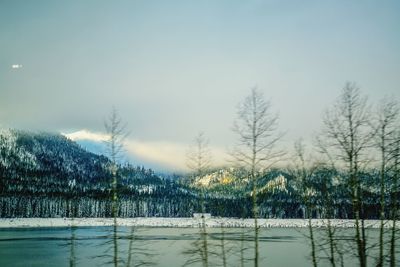 Scenic view of trees against sky