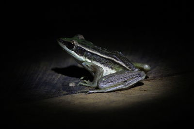 Close-up of frog on wood