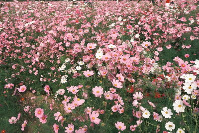 High angle view of pink flowering plants on field