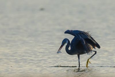 Side view of a bird in water