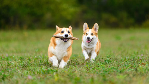 View of dogs running on grassy field