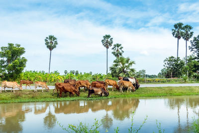 Horses in a lake