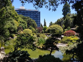 Trees and plants in a park