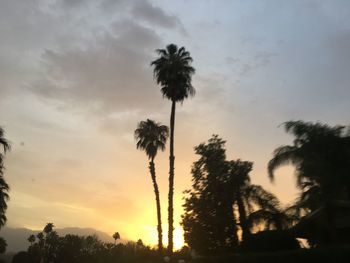 Silhouette of palm trees at sunset