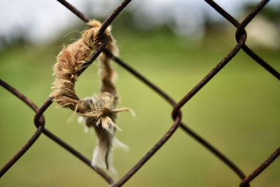 Close-up of chainlink fence