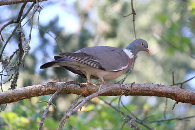 Close-up of bird perching on branch