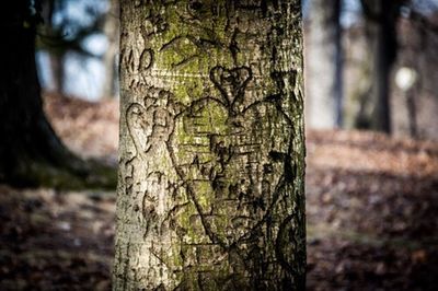 Close-up of tree trunk