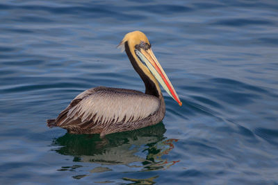 Duck swimming in lake